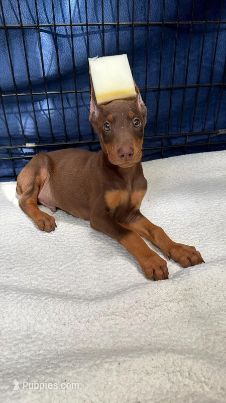Max – Doberman Pinscher puppy for sale in National City, CA