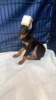 Devil , a male Doberman Pinscher for sale in National City, CA – 2 of 2