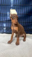 Roxy, a female Doberman Pinscher for sale in National City, CA – 2 of 2
