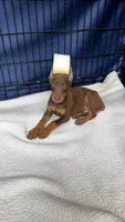 Max, a male Doberman Pinscher for sale in National City, CA – 2 of 3