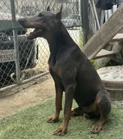 Puppies, a male Doberman Pinscher for sale in National City, CA – 2 of 3