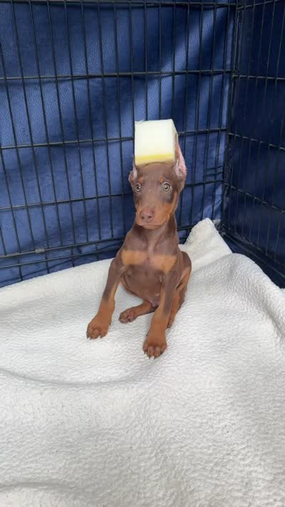 Max, a male Doberman Pinscher for sale in National City, CA – 3 of 3