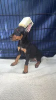 Devil , a male Doberman Pinscher for sale in National City, CA – 1 of 2