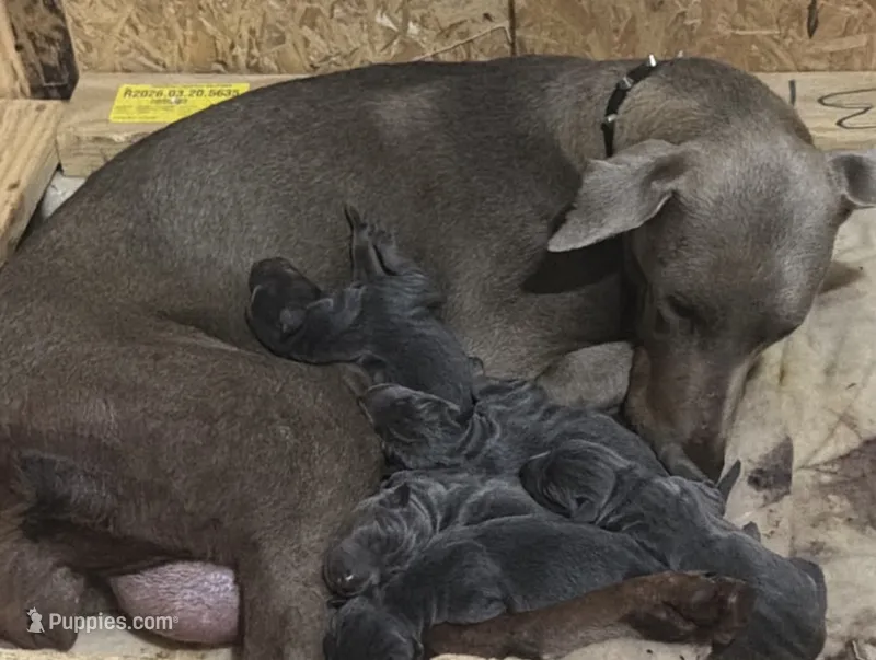Puppies – Doberman Pinscher puppy for sale in National City, CA