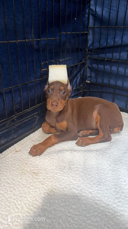 Roxy – Doberman Pinscher puppy for sale in National City, CA