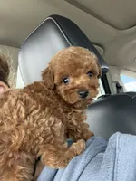 Teddy, a male Poodle - Toy  for sale in Saint Helens, OR – 3 of 4