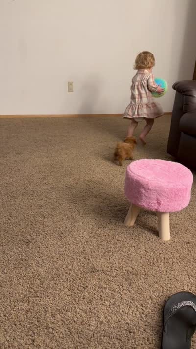 Teddy, a male Poodle - Toy  for sale in Saint Helens, OR – 4 of 4