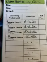 Teddy, a male Poodle - Toy  for sale in Saint Helens, OR – 1 of 4