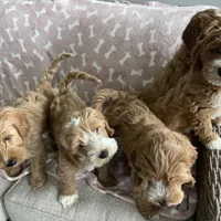 processed/4416ac84-232a-41ab-8c2e-1519b8fd2fea/facility/232446a3-ad14-48a4-ab12-729e9abce43b