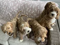 processed/4416ac84-232a-41ab-8c2e-1519b8fd2fea/facility/232446a3-ad14-48a4-ab12-729e9abce43b