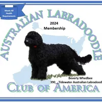 Millie, a female Miniature Labradoodle and Australian Labradoodle for sale in Chesapeake, VA – Photo 6 of 6