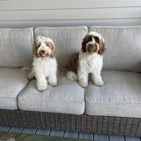 Millie, a female Miniature Labradoodle and Australian Labradoodle for sale in Chesapeake, VA – Photo 3 of 6