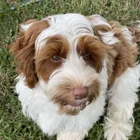 Millie, a female Miniature Labradoodle and Australian Labradoodle for sale in Chesapeake, VA – Photo 1 of 6