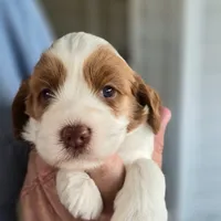 Millie, a female Miniature Labradoodle and Australian Labradoodle for sale in Chesapeake, VA – Photo 4 of 6