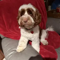 Millie, a female Miniature Labradoodle and Australian Labradoodle for sale in Chesapeake, VA – Photo 2 of 6