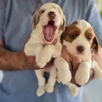 Millie, a female Miniature Labradoodle and Australian Labradoodle for sale in Chesapeake, VA – Photo 5 of 6