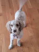 Darla, a female Labradoodle and Australian Labradoodle for sale in Chesapeake, VA – Photo 2 of 4