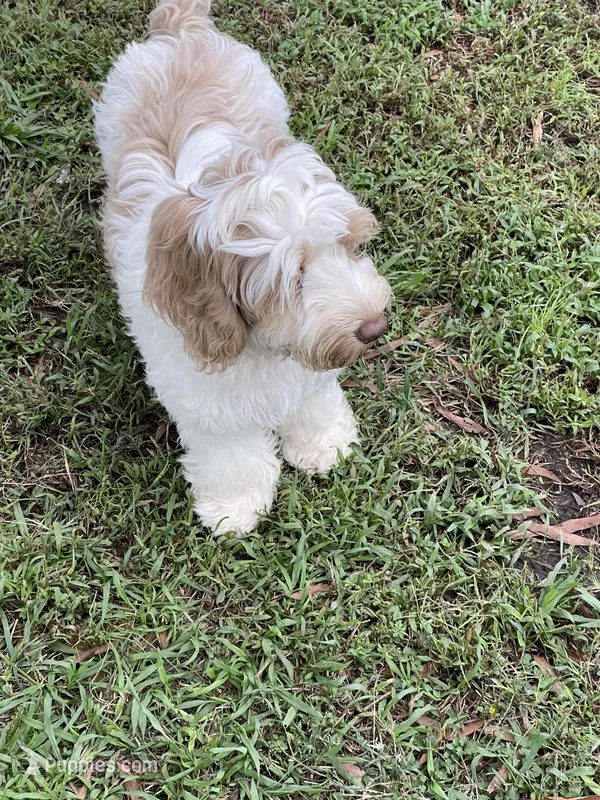 Darla – Labradoodle, Australian Labradoodle puppy for sale in Chesapeake, VA