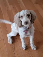 Darla, a female Labradoodle and Australian Labradoodle for sale in Chesapeake, VA – Photo 1 of 4