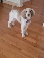 Darla, a female Labradoodle for sale in Chesapeake, VA – Photo 2 of 2