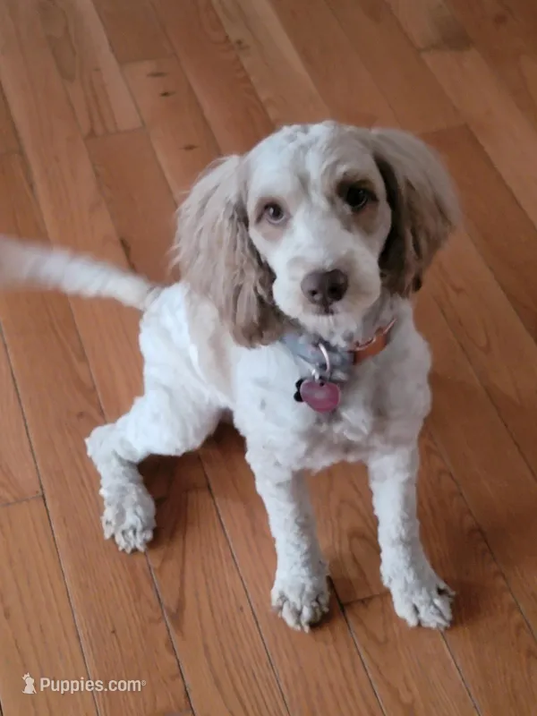 Darla, a female Labradoodle for sale in Chesapeake, VA – Photo 1 of 2