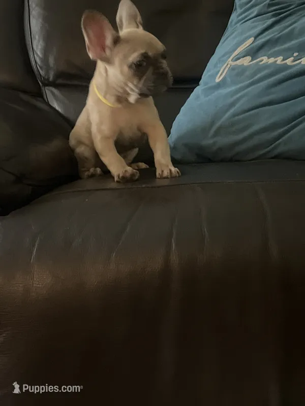 Edith  – French Bulldog puppy for sale in New Caney, TX
