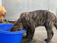 N/A, a male German Shepherd Dog and Golden Retriever for sale in Bird Island, MN – Photo 2 of 3