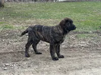 N/A, a male German Shepherd Dog and Golden Retriever for sale in Bird Island, MN – Photo 1 of 3