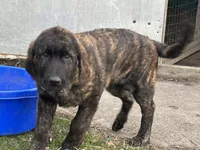N/A, a male German Shepherd Dog and Golden Retriever for sale in Bird Island, MN – Photo 3 of 3
