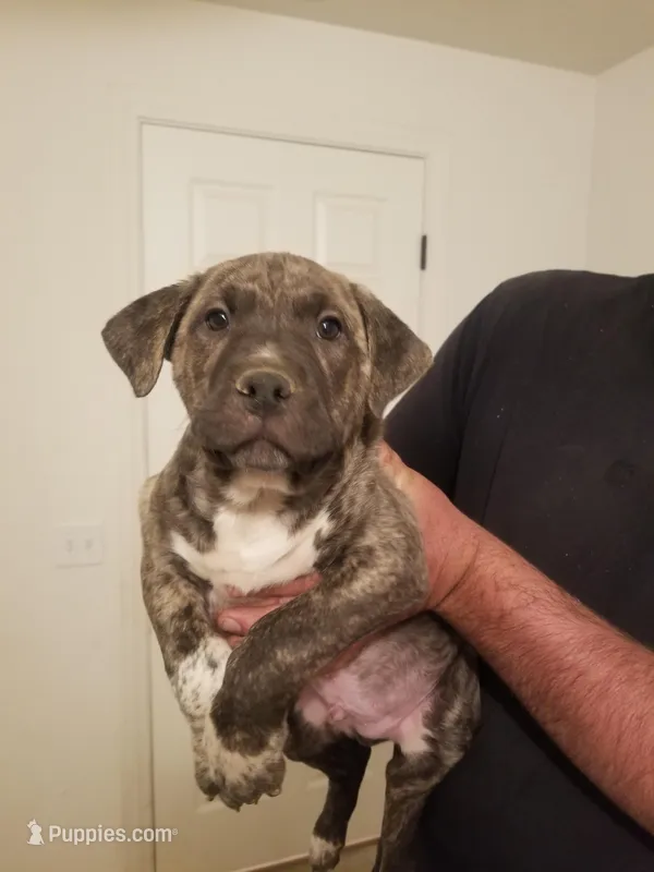 Camo – Australian Cattle Dog, American Pit Bull Terrier puppy for sale in Joshua Tree, CA