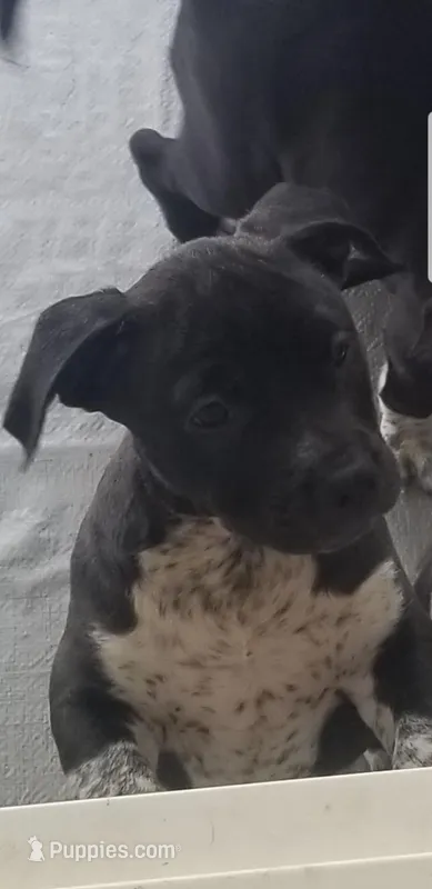 Missy – Australian Cattle Dog, American Pit Bull Terrier puppy for sale in Joshua Tree, CA