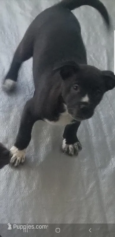 Piper – Australian Cattle Dog, American Pit Bull Terrier puppy for sale in Joshua Tree, CA