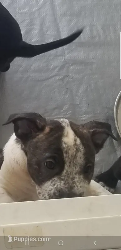 Penny – Australian Cattle Dog, American Pit Bull Terrier puppy for sale in Joshua Tree, CA