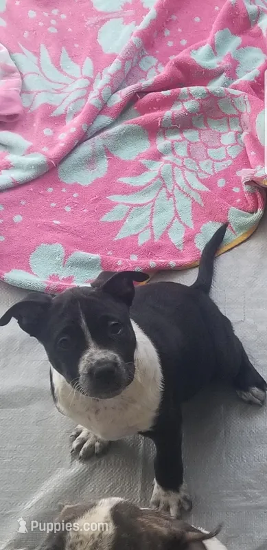 Oreo – Australian Cattle Dog, American Pit Bull Terrier puppy for sale in Joshua Tree, CA