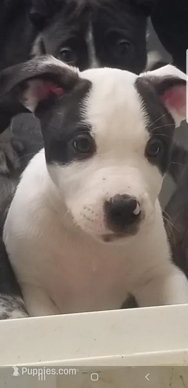 Maggie – Australian Cattle Dog, American Pit Bull Terrier puppy for sale in Joshua Tree, CA