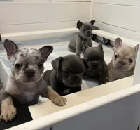 Female , a  French Bulldog for sale in Jamestown, NY – 2 of 4