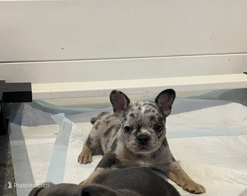 Female  – French Bulldog puppy for sale in Jamestown, NY