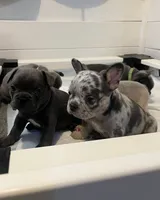 Female , a  French Bulldog for sale in Jamestown, NY – 4 of 4