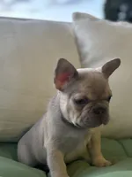 Male , a male French Bulldog for sale in Jamestown, NY – 7 of 9