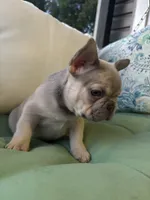 Male , a male French Bulldog for sale in Jamestown, NY – 8 of 9