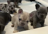 Female , a  French Bulldog for sale in Jamestown, NY – 3 of 4