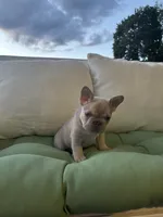 Male , a male French Bulldog for sale in Jamestown, NY – 4 of 9
