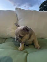 Male , a male French Bulldog for sale in Jamestown, NY – 5 of 9