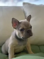 Male , a male French Bulldog for sale in Jamestown, NY – 3 of 9