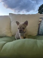 Male , a male French Bulldog for sale in Jamestown, NY – 6 of 9