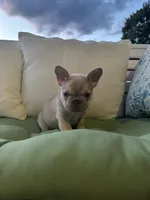 Male , a male French Bulldog for sale in Jamestown, NY – 2 of 9