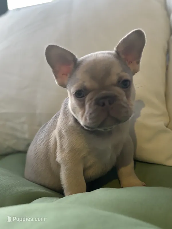 Male  – French Bulldog puppy for sale in Jamestown, NY
