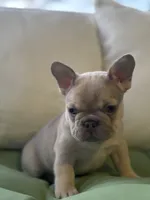 Male , a male French Bulldog for sale in Jamestown, NY – 9 of 9