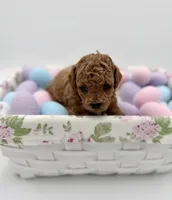 Copper, a male Poodle - Toy  for sale in Rougemont, NC – Photo 1 of 5