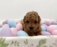 Copper, a male Poodle - Toy  for sale in Rougemont, NC – Photo 4 of 5